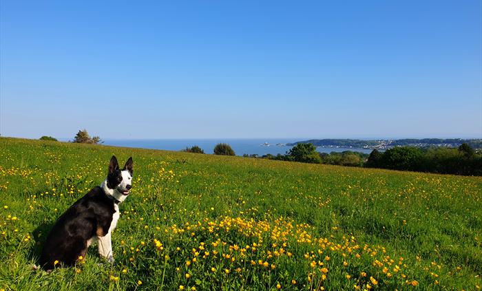 All cottages are dog-friendly. Gorgeous views over Swansea Bay & Mumbles Village